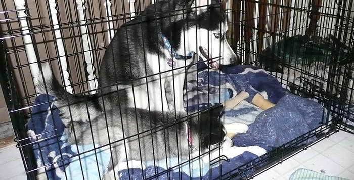 How To Crate Train A Husky