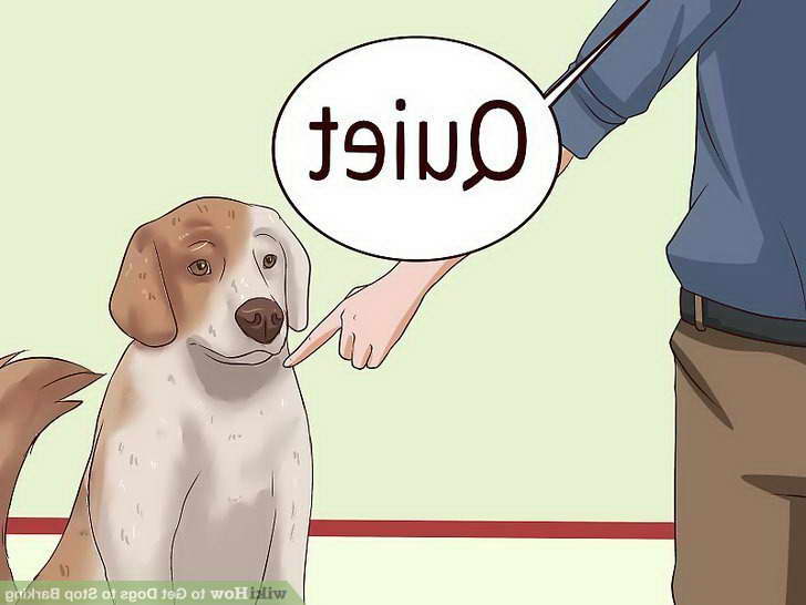 How To Get My Chihuahua To Stop Barking