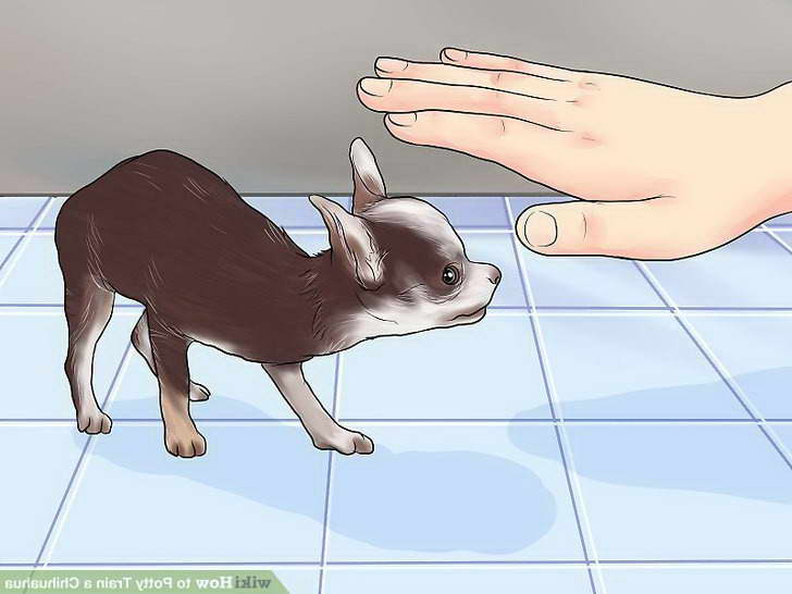 How To House Train A Chihuahua