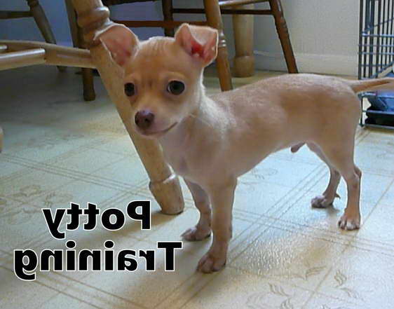 How To House Train A Chihuahua Puppy