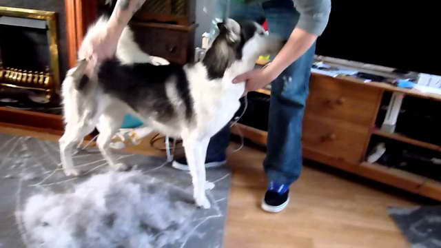 How To Keep Husky From Shedding