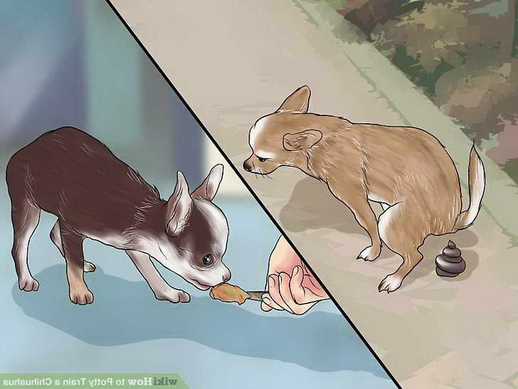 How To Litter Train A Chihuahua