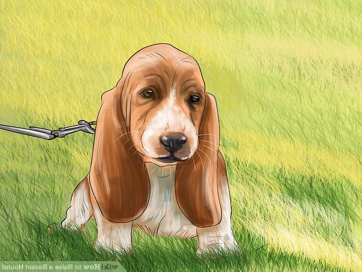 How To Potty Train A Basset Hound Puppy