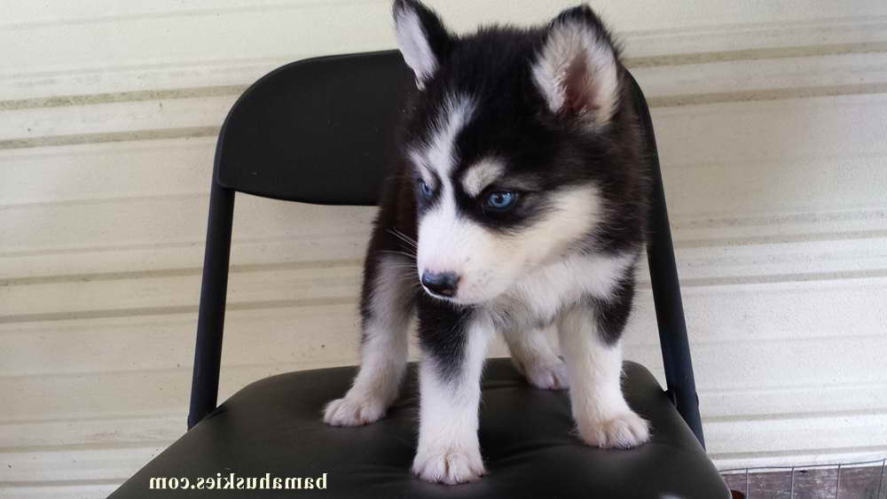 How To Raise A Husky Puppy