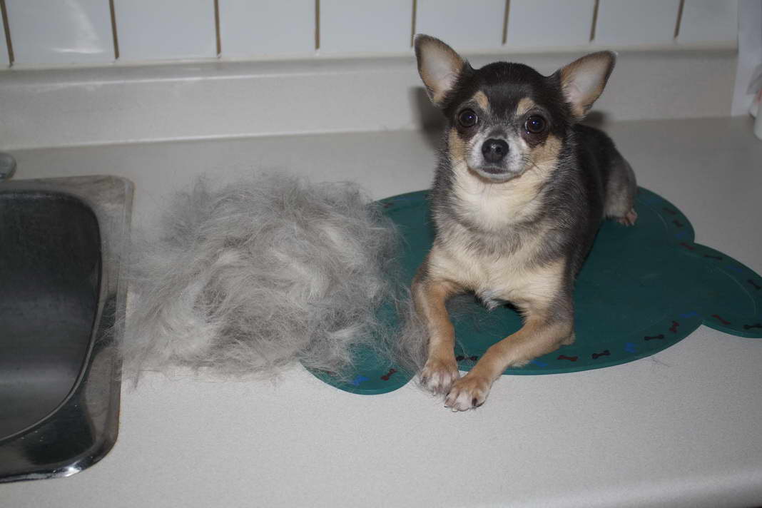 How To Stop A Chihuahua From Shedding
