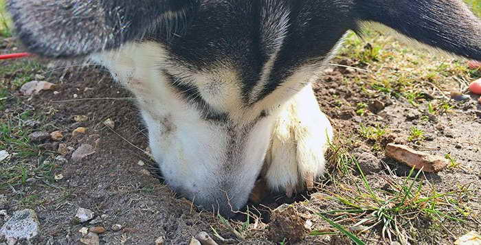 How To Stop Husky From Digging