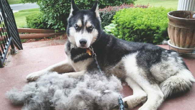 How To Stop Husky From Shedding