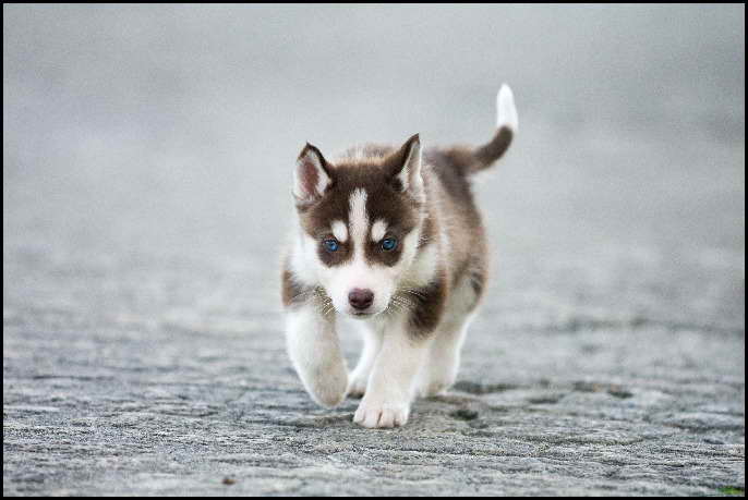 How To Take Care Of A Siberian Husky Puppy