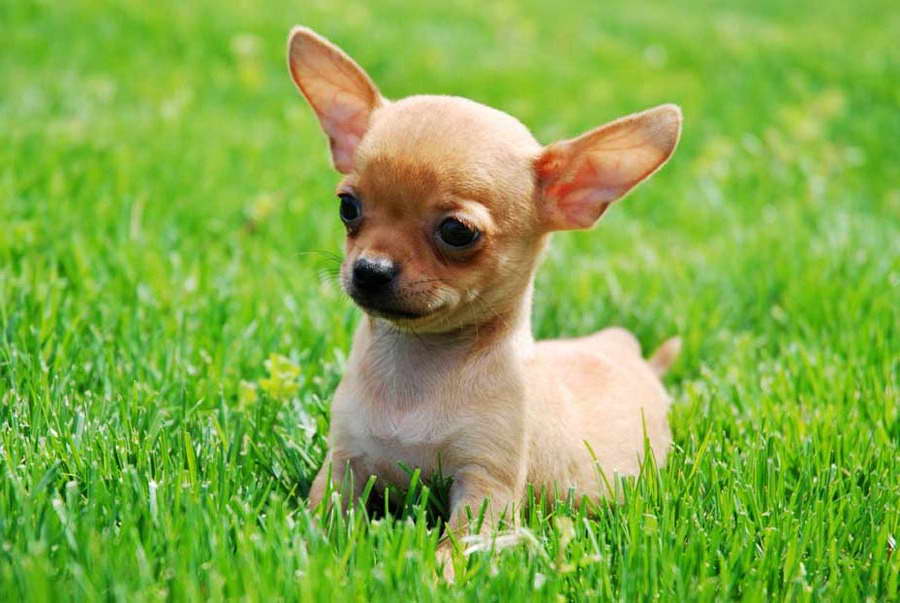 How To Take Care Of Chihuahua Puppies PETSIDI