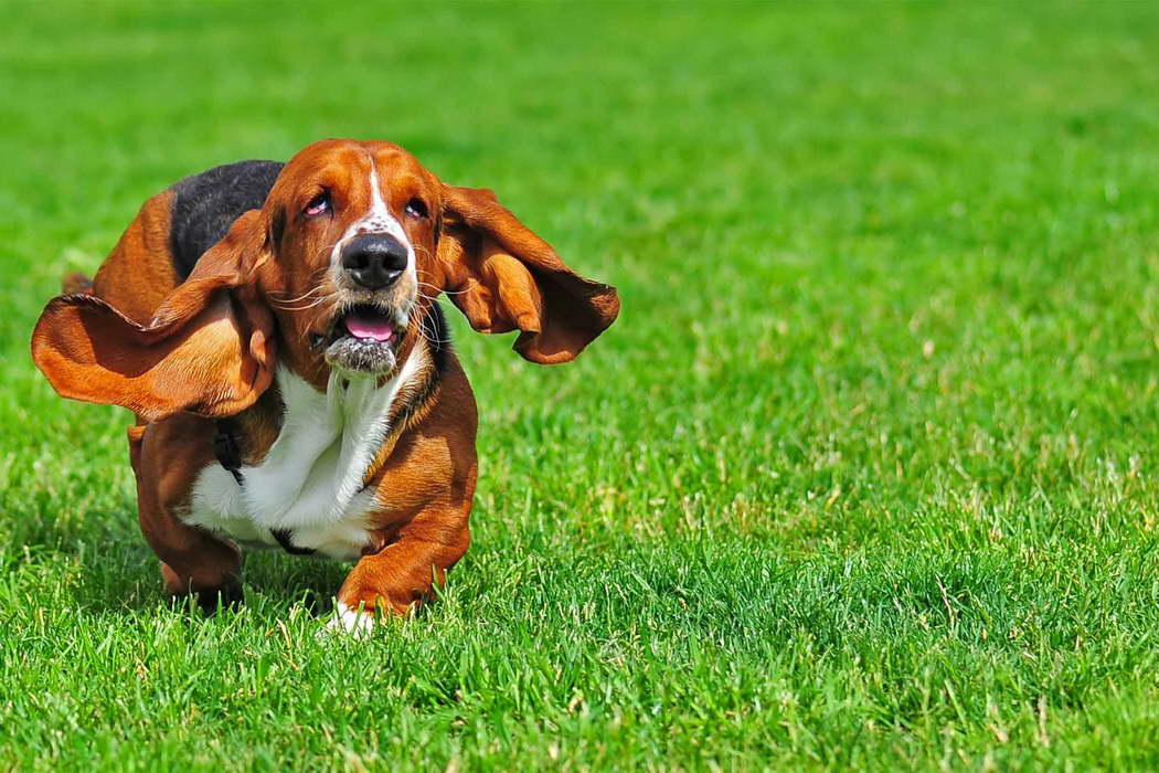 How To Train A Basset Hound To Hunt
