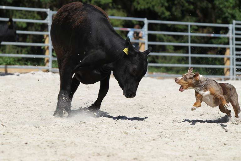 How To Train A Catahoula Cow Dog