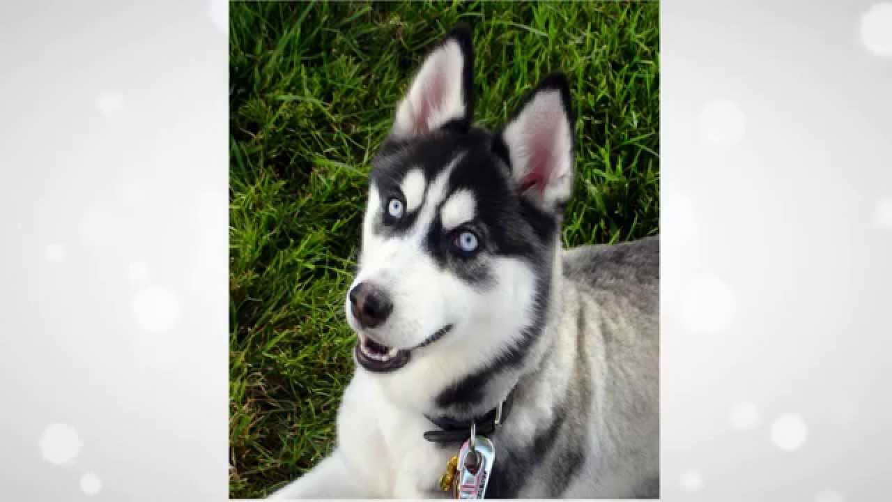 How To Train A Siberian Husky