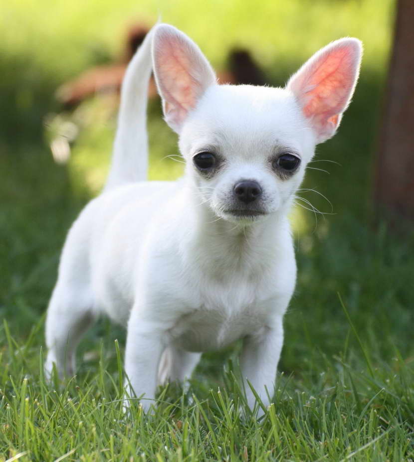 How To Train A Teacup Chihuahua