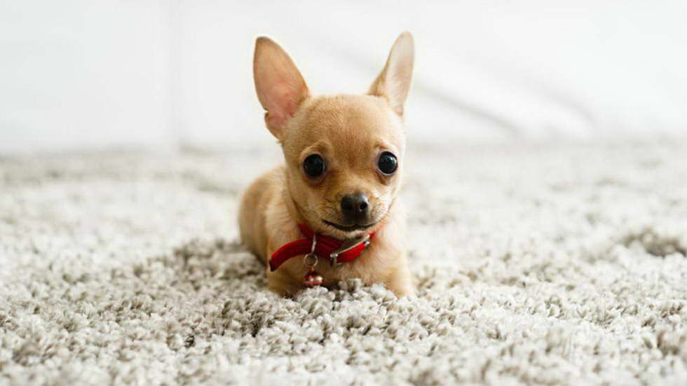 How To Train Your Chihuahua PETSIDI