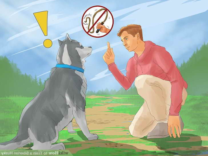 How To Train Your Husky