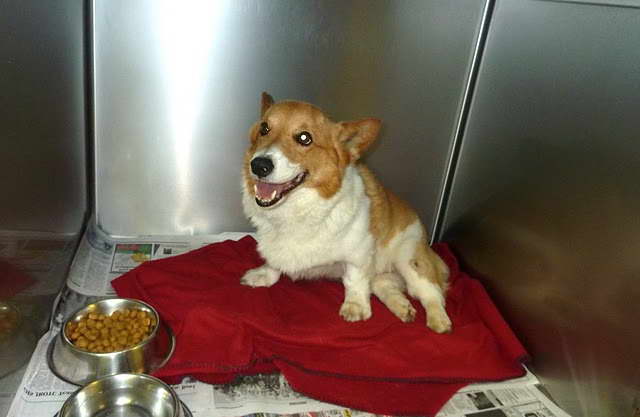 Howelling Kennels Corgi Rescue