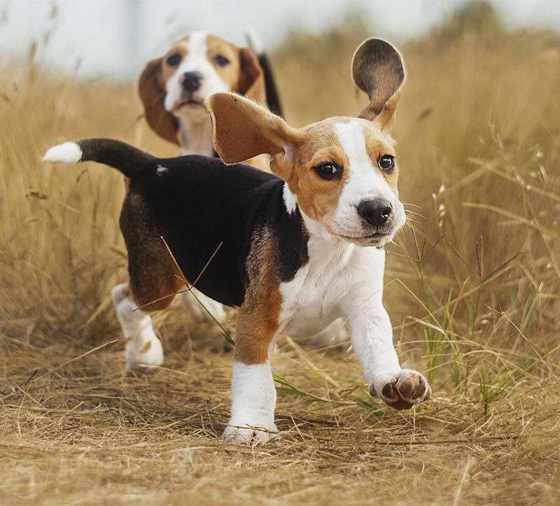 Hunting Beagle Names