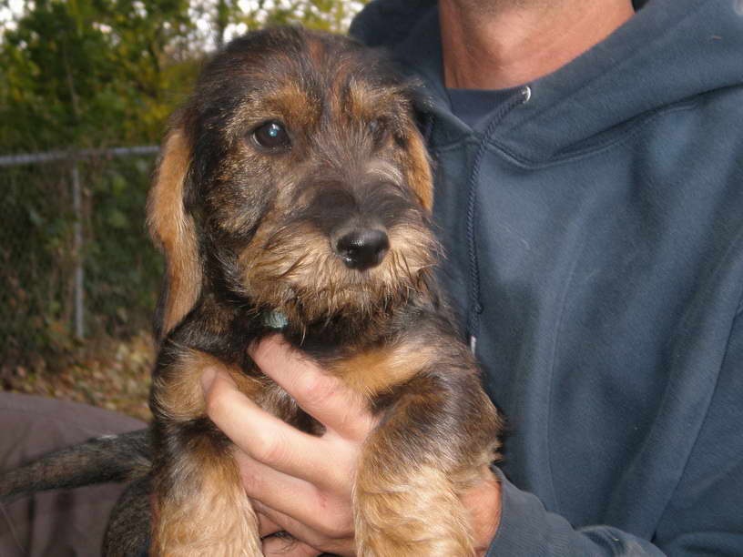 Hunting Dachshund Breeders