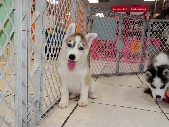 Husky Adoption Bay Area