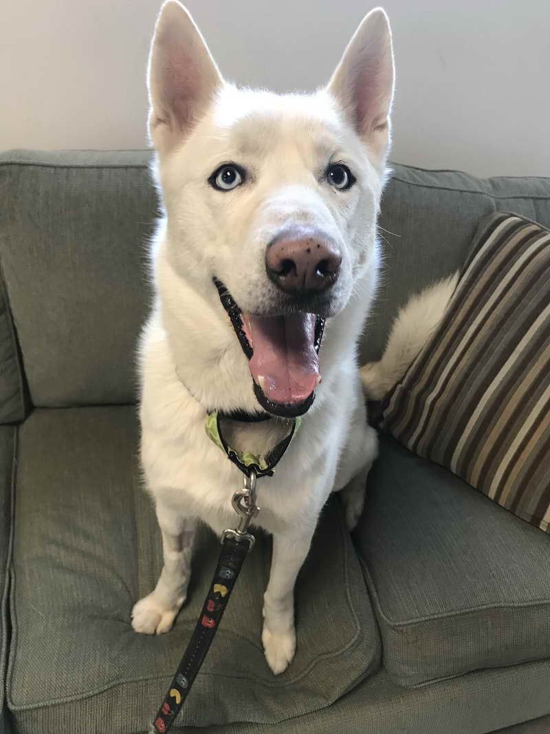 Husky Adoption Chicago