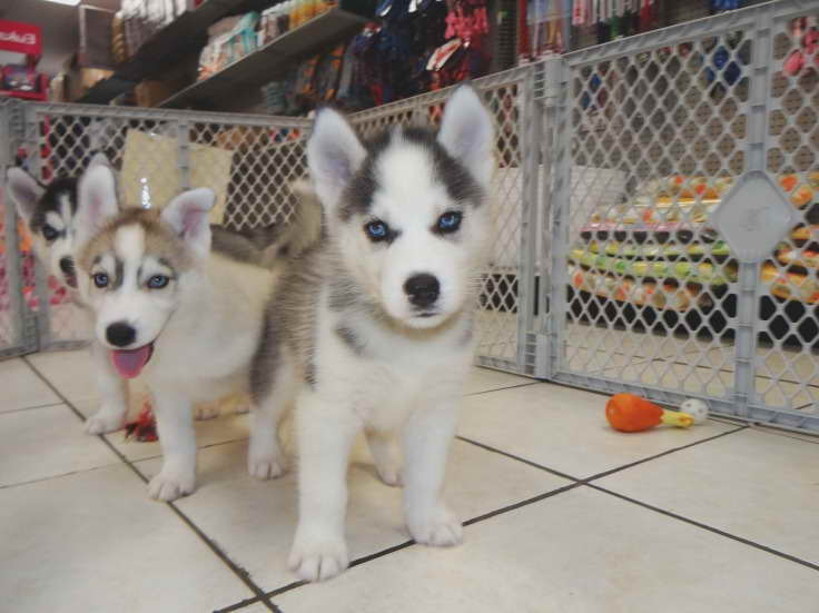 Husky Adoption Ct