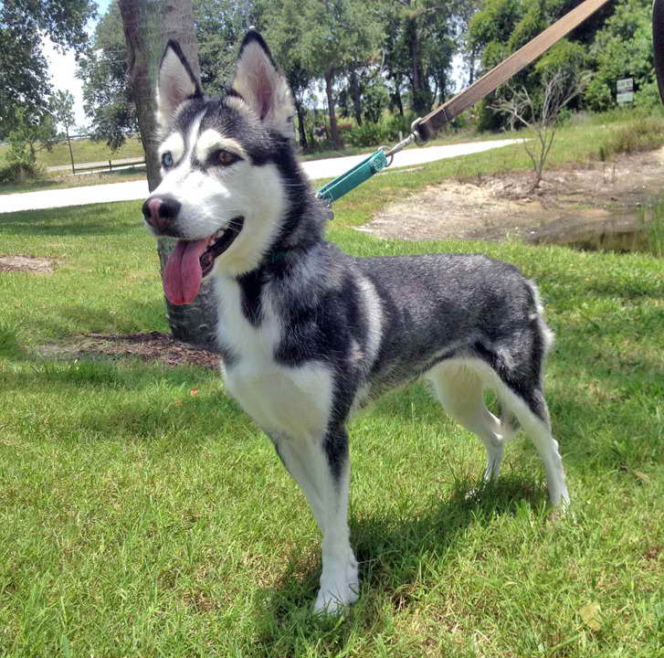 Husky Adoption Florida