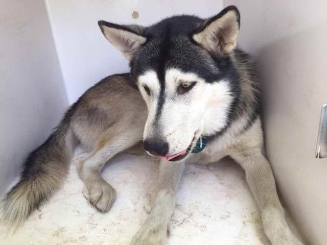 Husky Adoption Houston