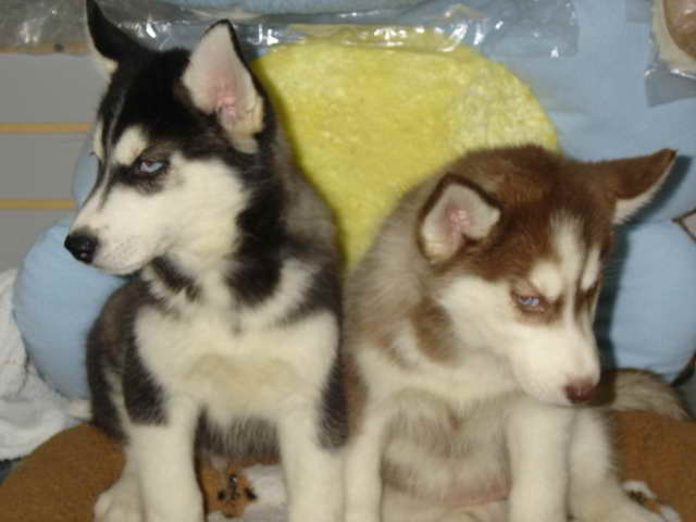 Husky Adoption Ma