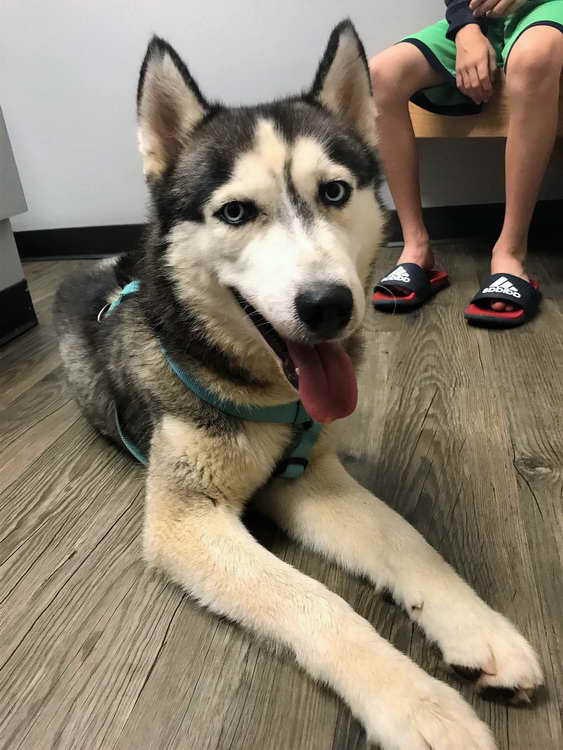 Husky Adoption Va