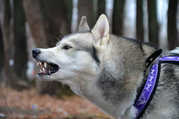 Husky Aggression