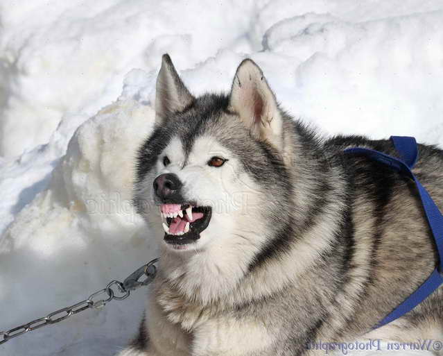 Husky Aggressive