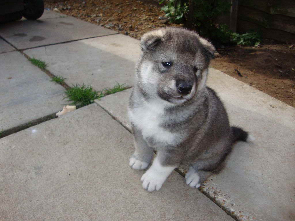 Husky Akita Puppies