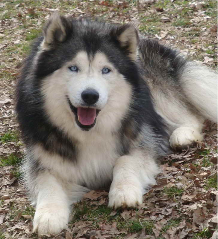 Husky Alaskan Malamute Mix