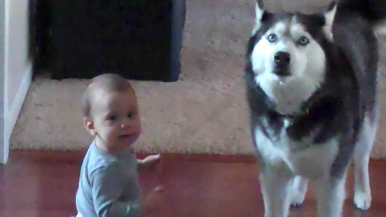 Husky And Baby Talking
