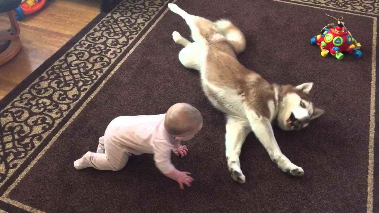 Husky And Baby