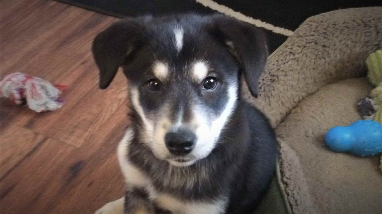 Husky And Border Collie Mix