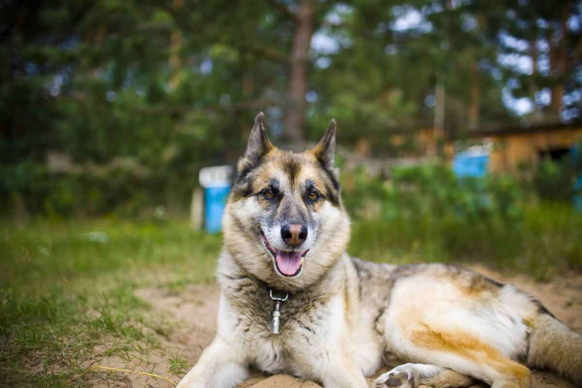 Husky And German Shepherd Mix