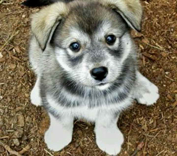 Husky And Wolf Mix Puppies
