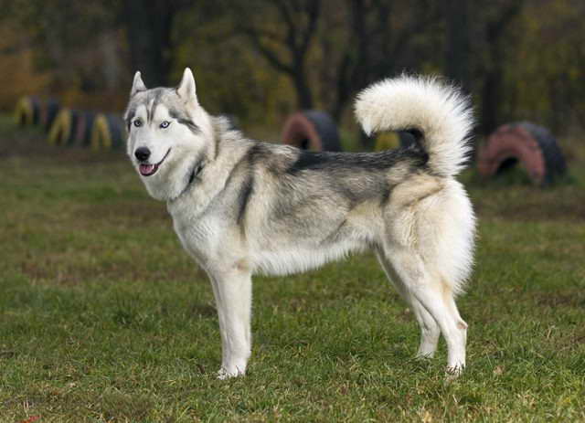 Husky And Wolf Mix