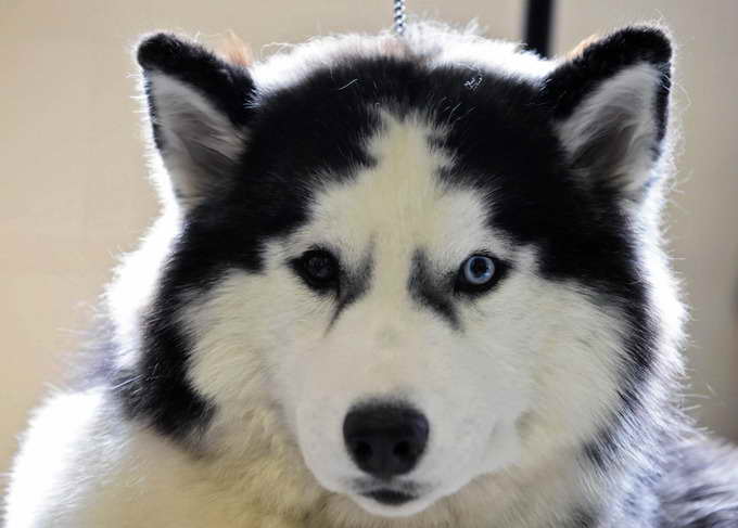 Husky As A Pet