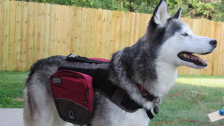 Husky Backpacks