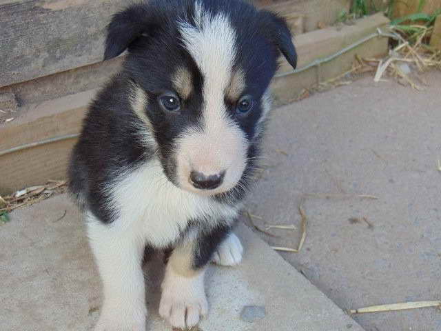 Husky Border Collie Mix Puppies For Sale