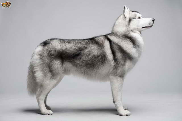 Husky Breed Info