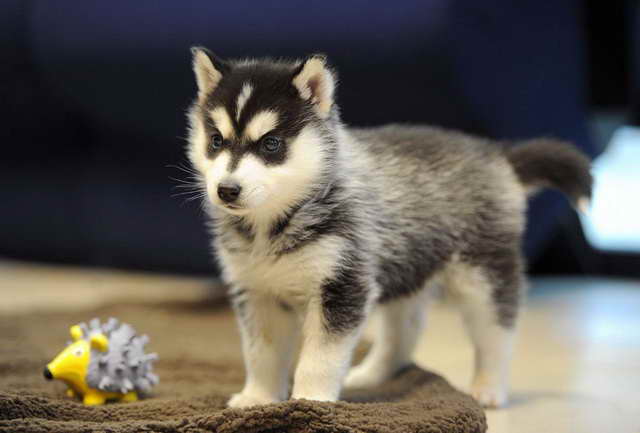 Husky Breeder California