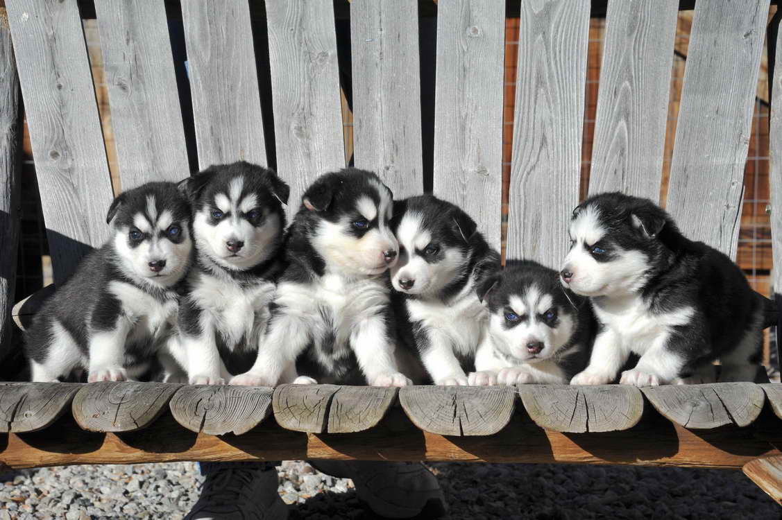 Husky Breeder Colorado