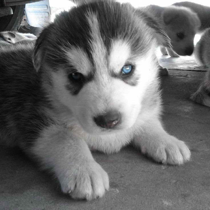 Husky Breeder Los Angeles