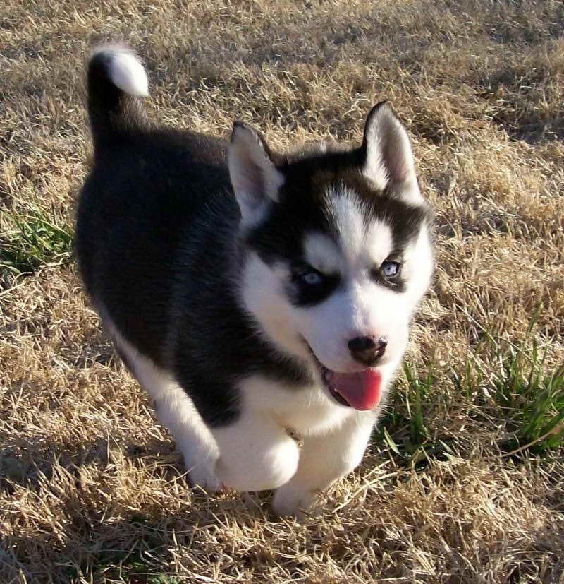 Husky Breeder Maryland