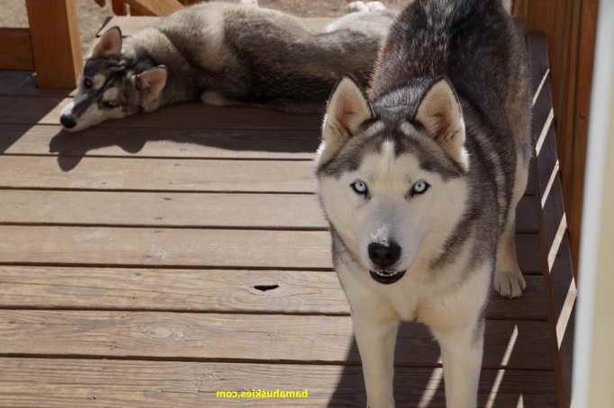 Husky Breeders In Alabama