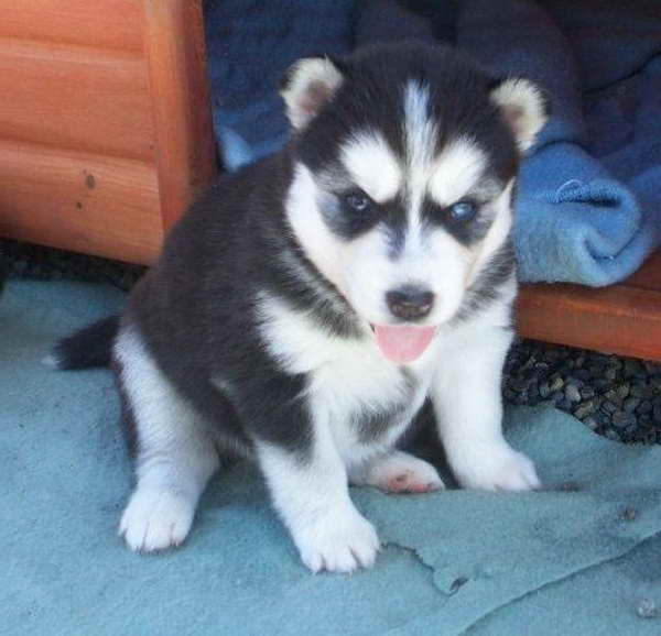 Husky Breeders In Florida