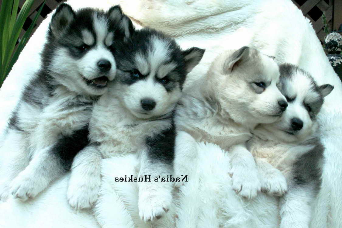 Husky Breeders In Ga